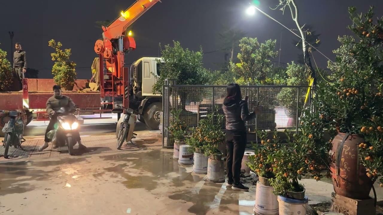 Nông dân trồng quất Tết rất vất vã 