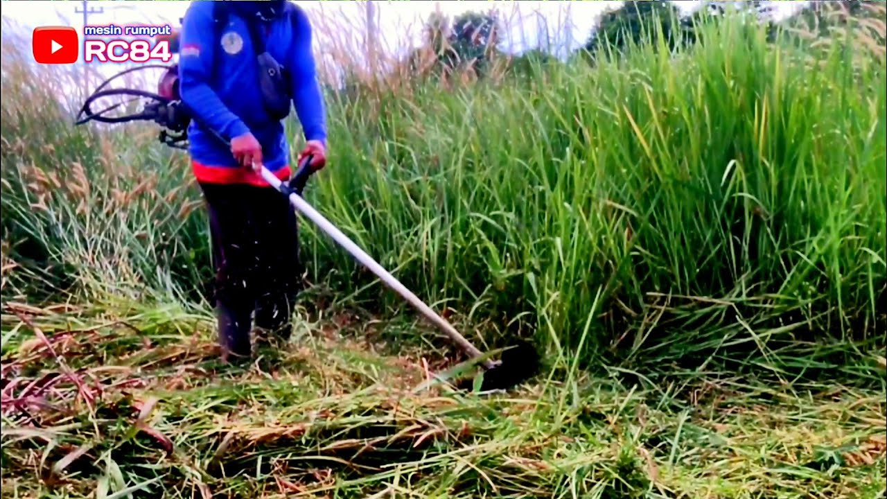Вау босс! Трава здесь очень высокая и густая. трава в дуриановом саду газонокосилка #rc84