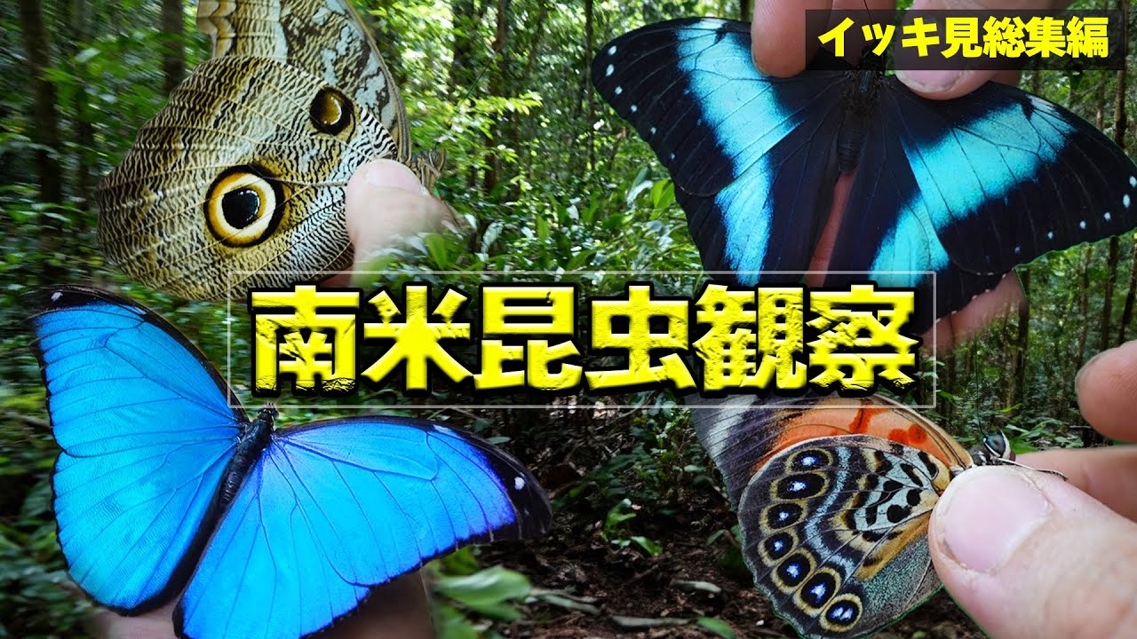 【最後に未公開シーン有】南米のジャングルに生きたモルフォチョウを昆虫観察に行く