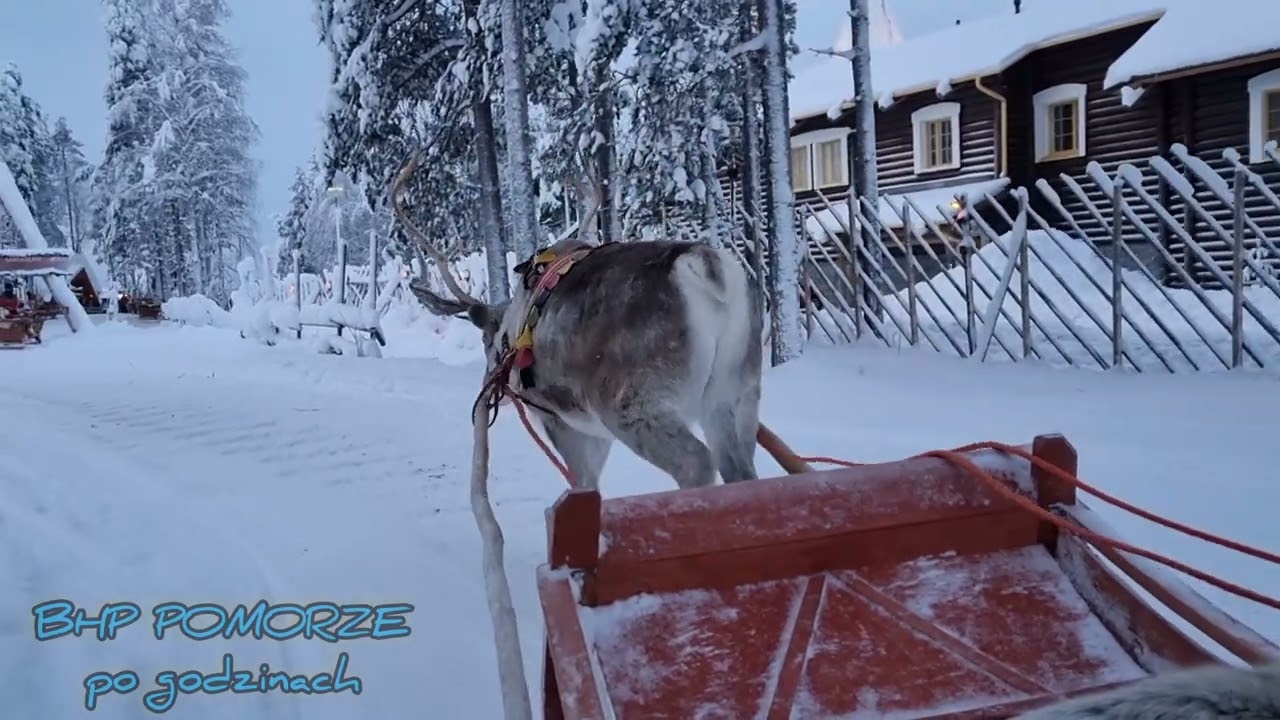 Renifery Świętego Mikołaja. Rovaniemi. Laponia. [Santa's Claus reindeer]