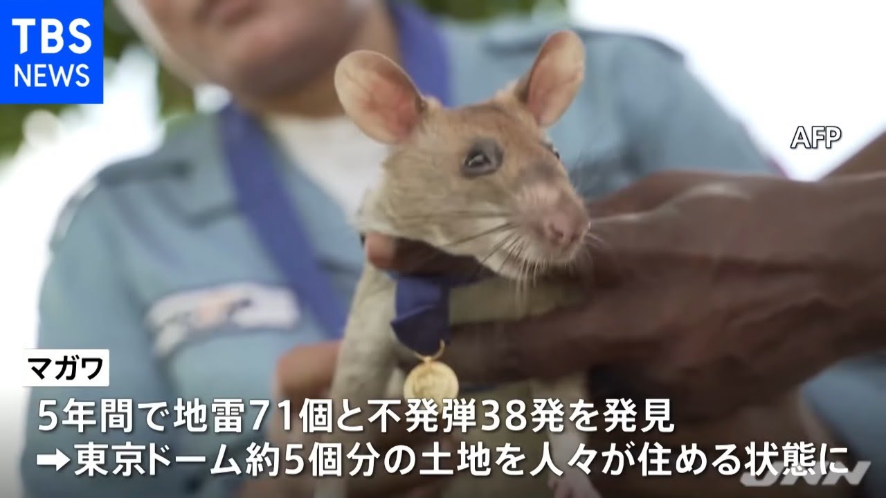 地雷探知ネズミ「マガワ」引退、カンボジアで大活躍 ｜TBS NEWS DIG