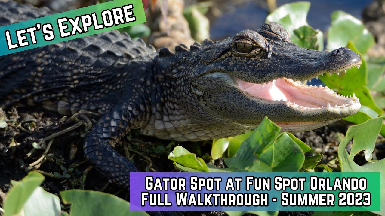 Get Up Close and Personal with Alligators at Gator Spot in Fun Spot America Orlando