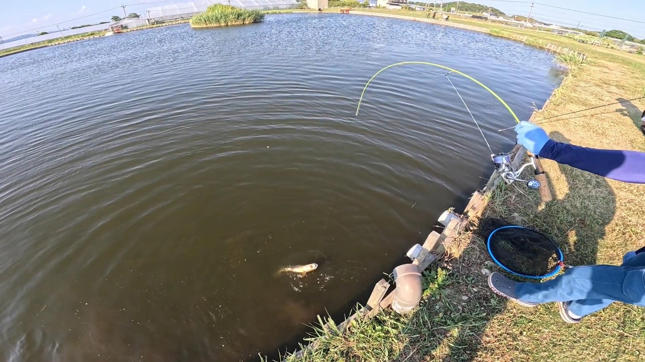【怪魚釣り】浜名湖フィッシングリゾートでコロソマに挑戦！【ハートランド】