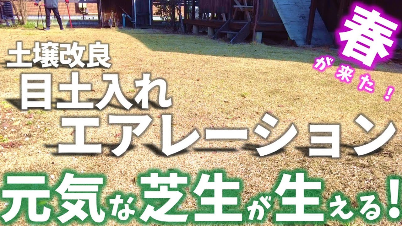 【2025続!春芝更新】芝生を元気に！（根切り・コアリング・ブレンドカルス）