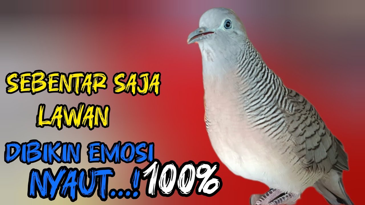 Perkutut Lokal Gacor Suara Super Besar (100%AMPUH BANGET) Untuk Pancingan Semua  Burung Perkutut