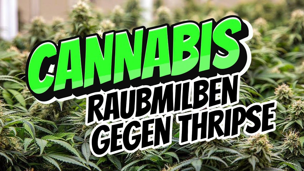 CANNABIS | Sch&auml;dlingsbek&auml;mpfung Thripse