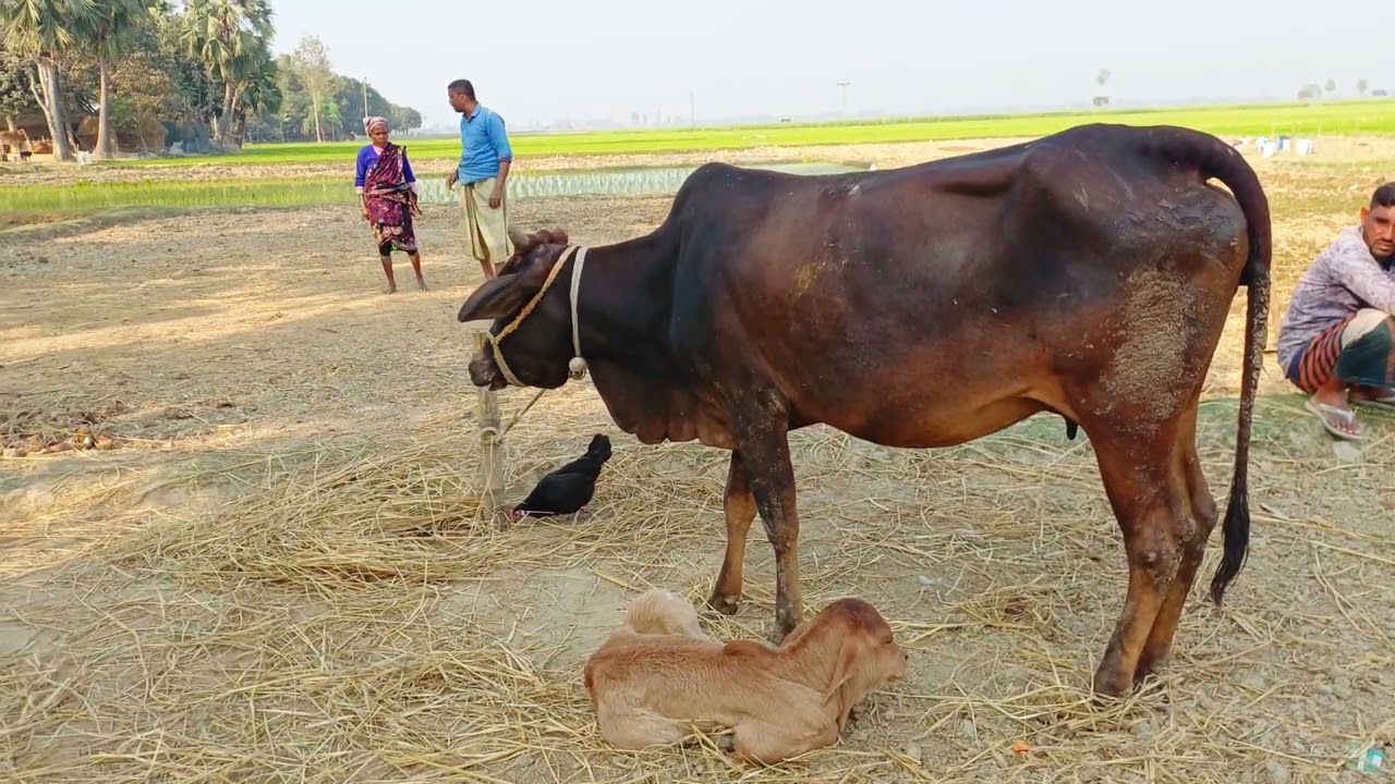 গ্রামের মানুষ দৈনন্দন  কৃষিকাজে ব্যস্ত। RS Minu Agro