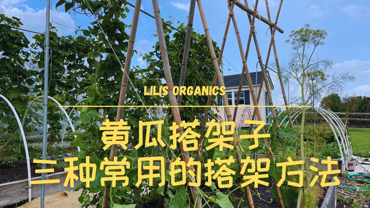 黄瓜搭架子，这是我们今年的第三批黄瓜了，三种常用的黄瓜搭架方法
