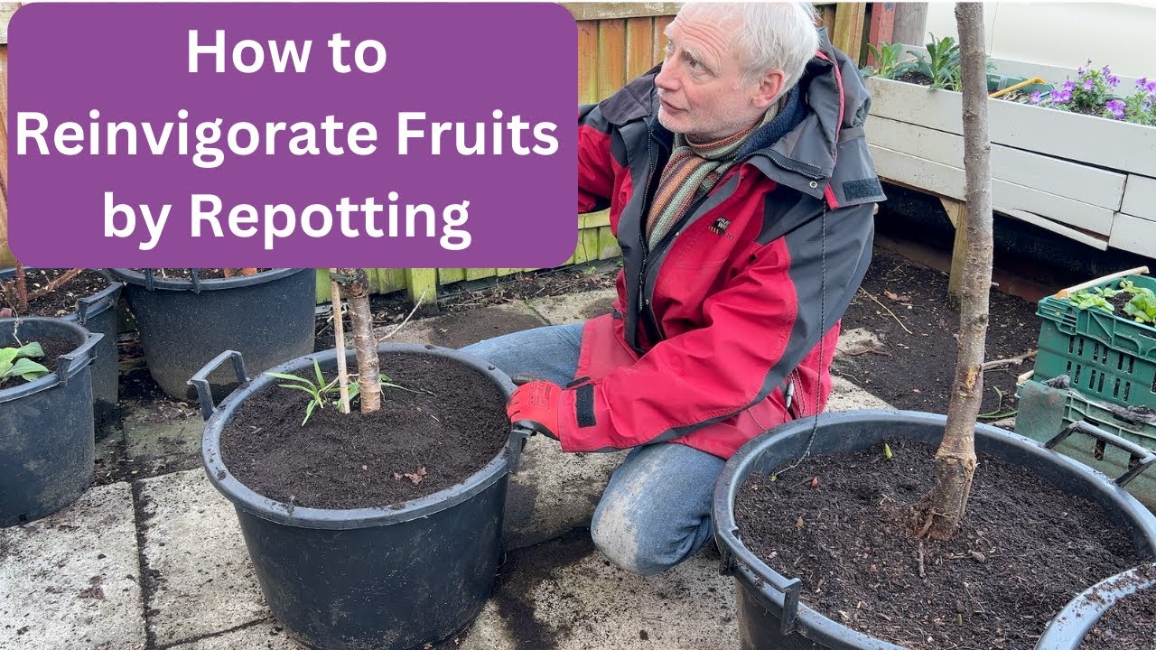 How to Reinvigorate Fruit Trees and Bushes by Repotting