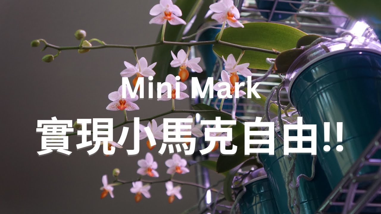 [CC/字幕] 簡單種隨便開，再次實現小馬克自由。他們再次帶來許多橘色小鏟子。五株裡面的兩株真需換盆了! Phalaenopsis Mini Mark | 蘭花種植