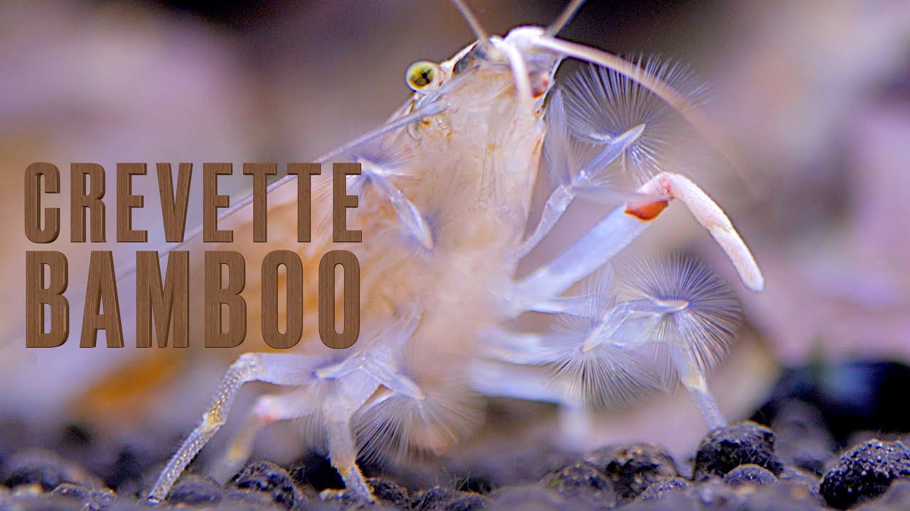 La crevette bamboo (Floraquatic)