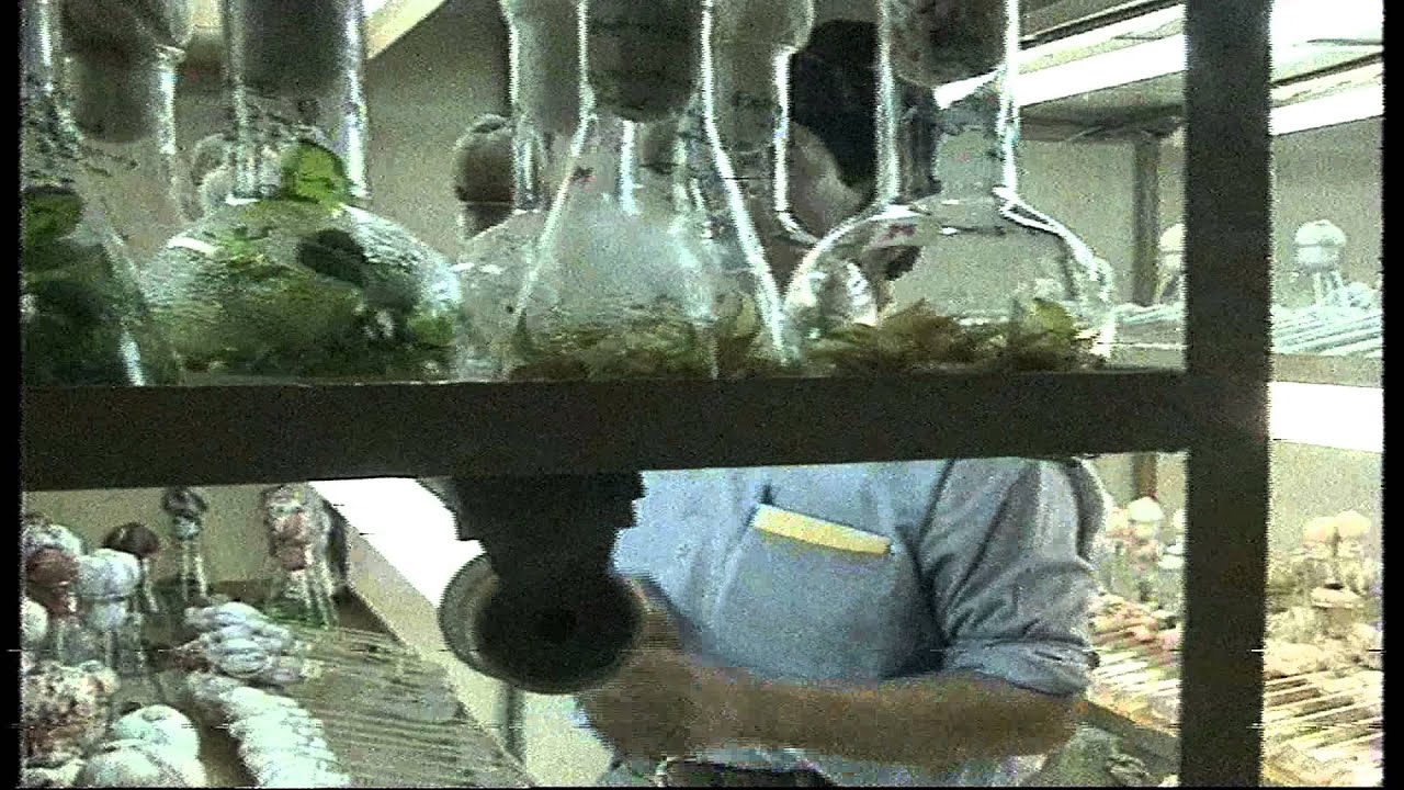 Tissue Culture-Wheat-SARD-Shaik Siraj-11