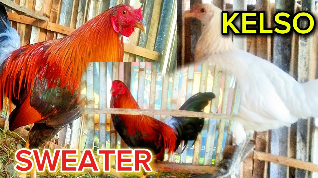 CHICKEN |  CROSS BREED | KELSO X SWEATER 