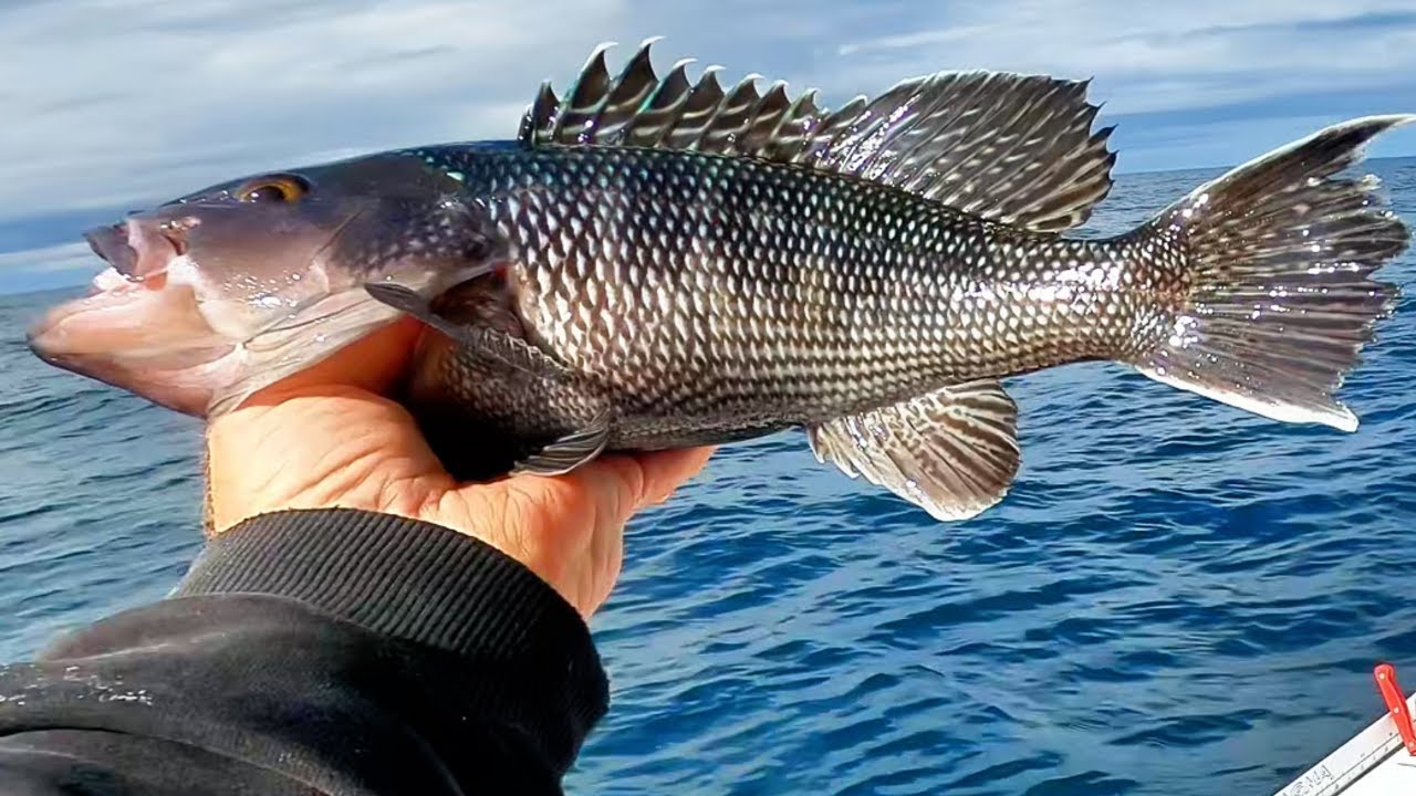 Shark Battle; Epic Offshore Fishing in Jacksonville Florida