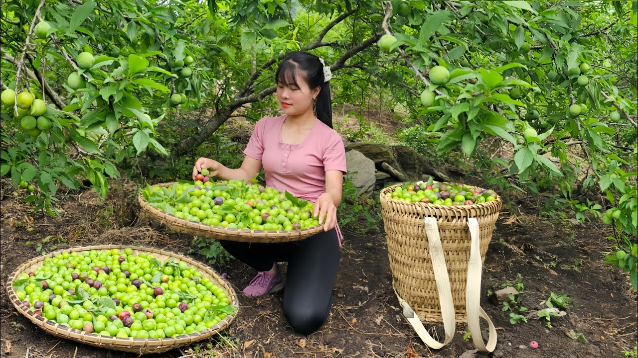 Harvesting green plums to sell at the market - cleaning the garden to prepare for a new project