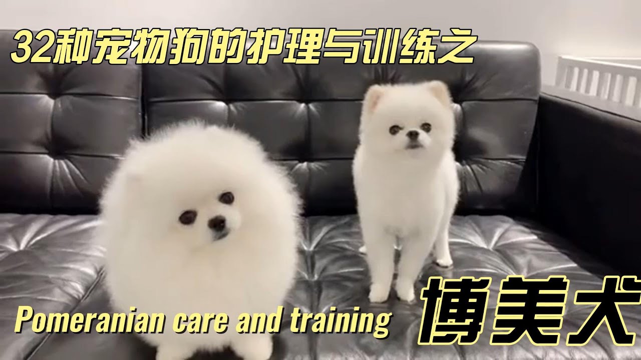 32种宠物狗的护理与训练之------博美犬