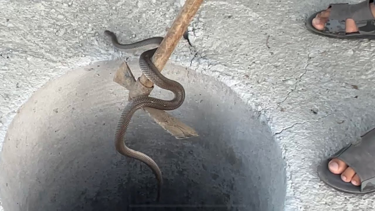 Kuyuya düşen yılanı kurtardık