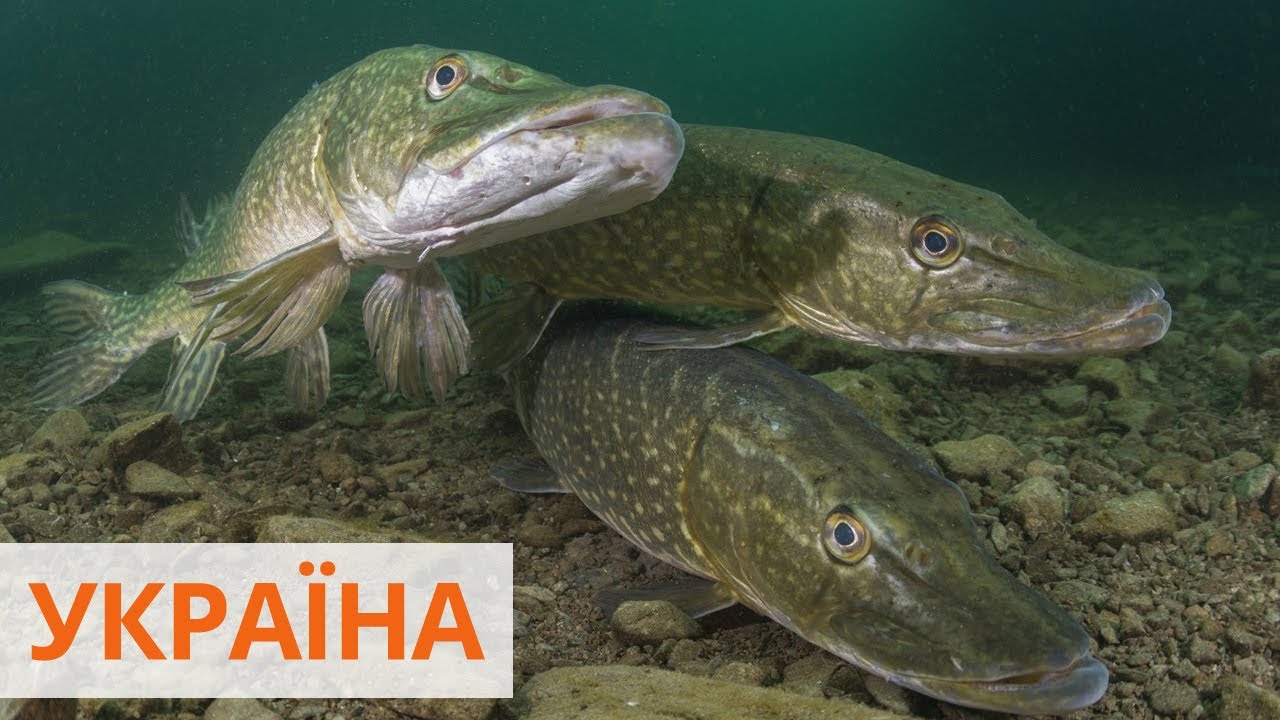 Ранний нерест: когда начнет действовать запрет на вылов рыбы