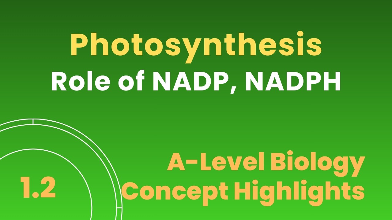 3.106 роль восстановленного NADP или NADP