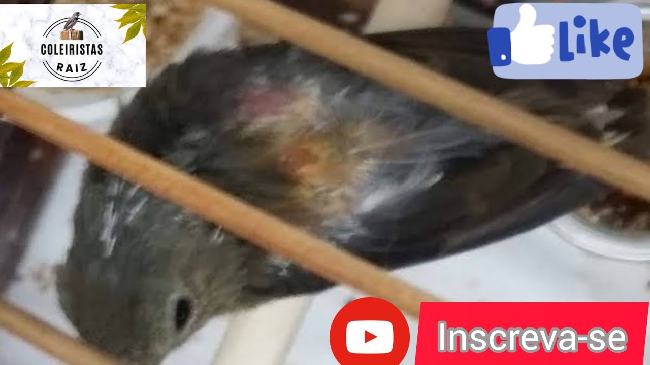 SOLUÇÃO É MENEJO PARA PÁSSARO PUXANDO PENAS !!! 💥💥💥