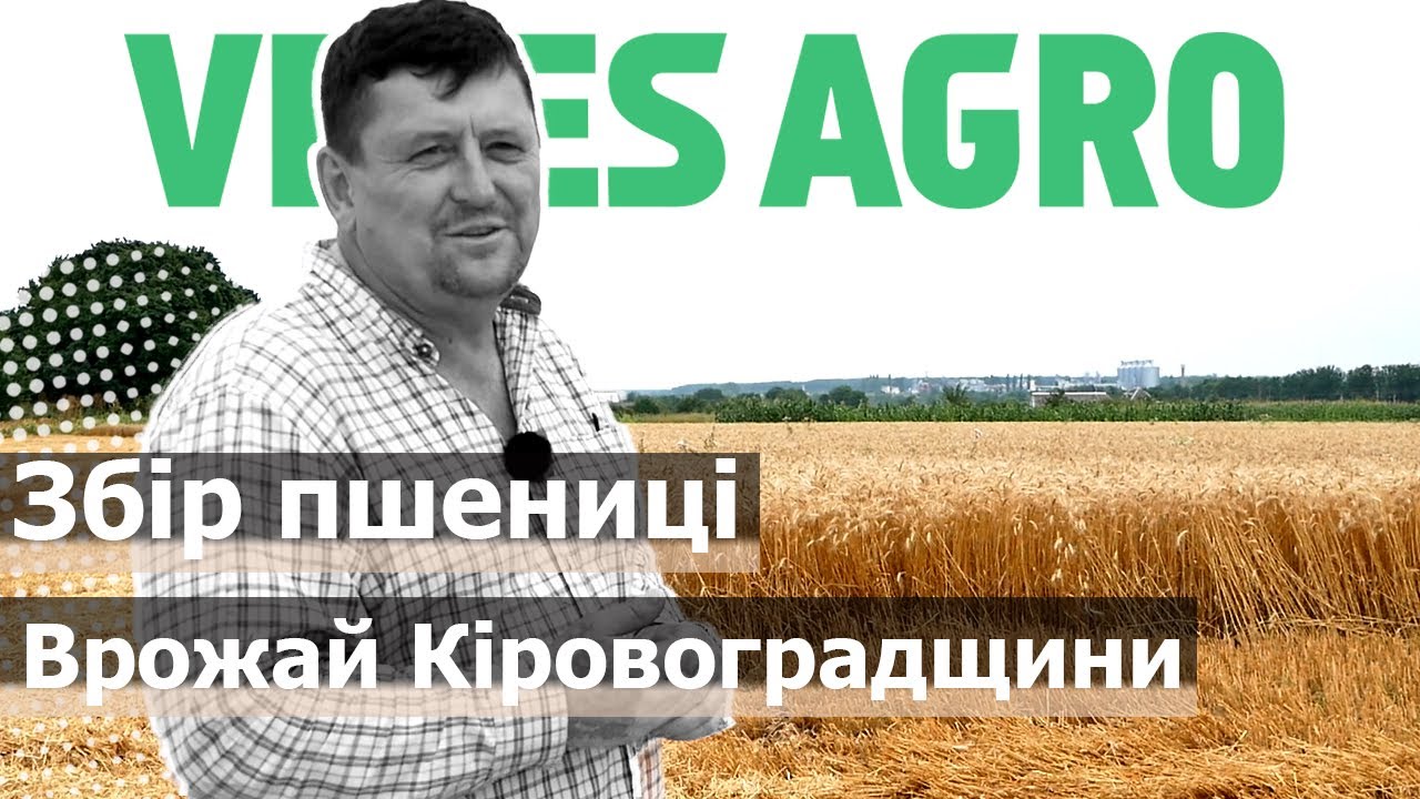 Збір пшениці в пп 