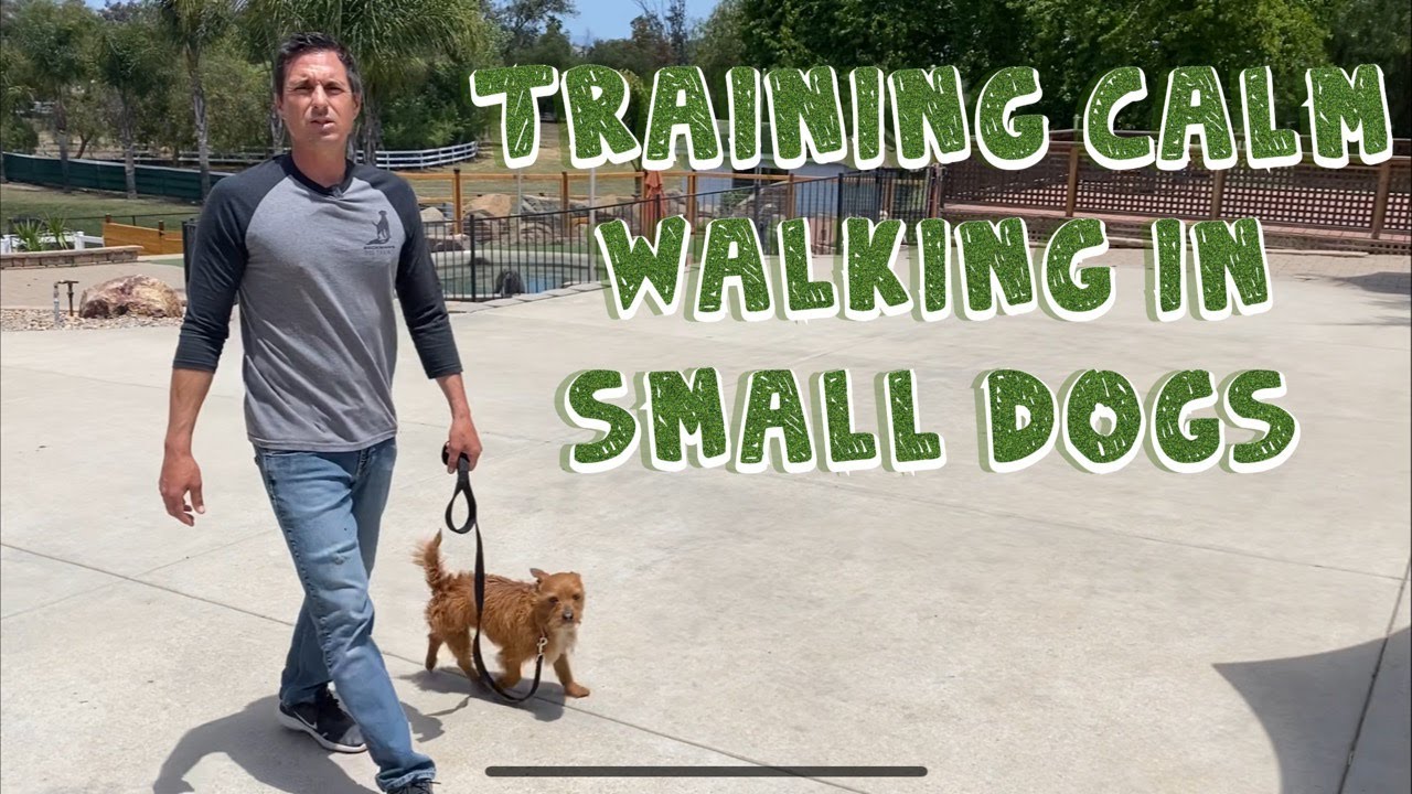 Small dog loose leash walking with good dog.