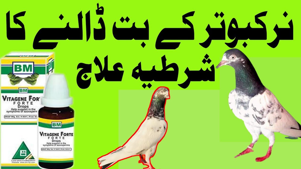 A great formula for old pigeons who do not cast idols | Kabootar ka boot na dalne ka ilaj