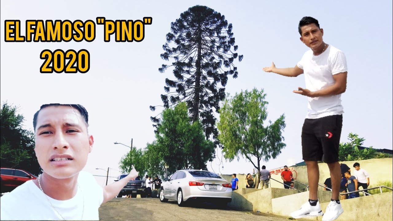 El Famoso PINO de la (Película Sangre Por Sangre)