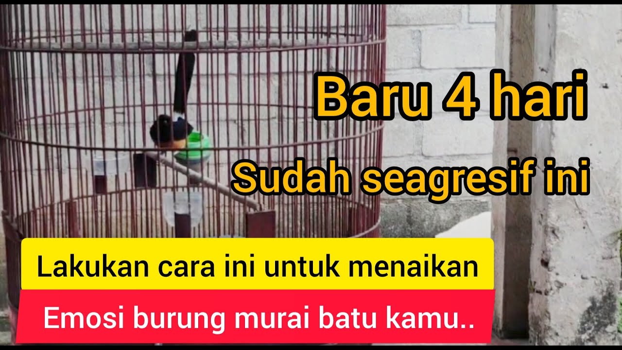 cara menaikan emosi burung murai batu baru 4 hari kliatan respon agresip