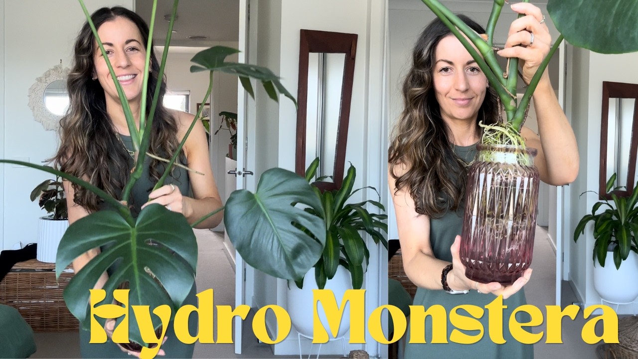 🌿💧How I Transferred My Monstera from Soil to Hydro & How You Can Too! #HydroPlant #Monstera #HowTo