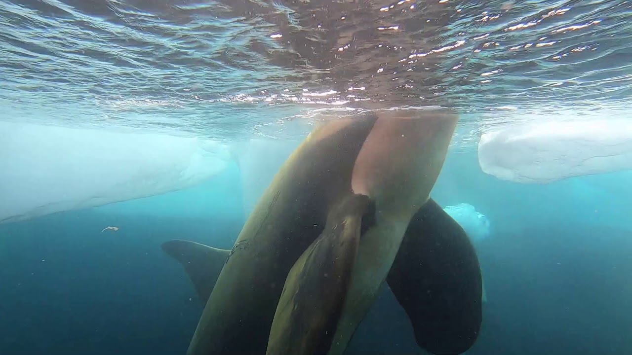 Orcas in Antarctica