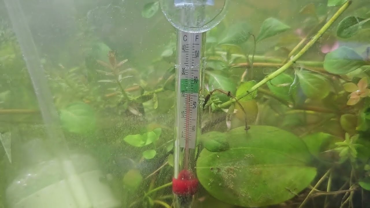 Aquarium Thermometer