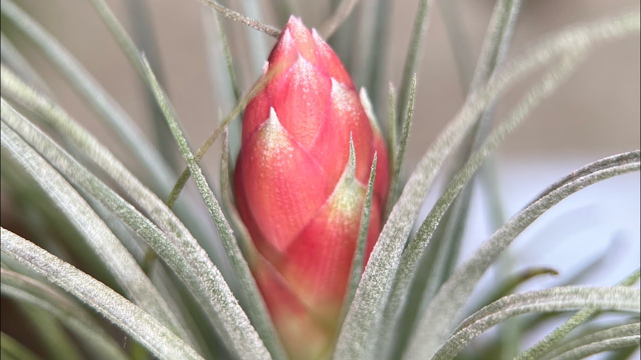 Unboxing Tillandsia Heaven 🌱 - Collab with Tillandsia-Shop.de