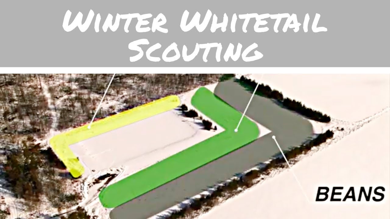 WINTER WHITETAIL SCOUTING For Fall Success