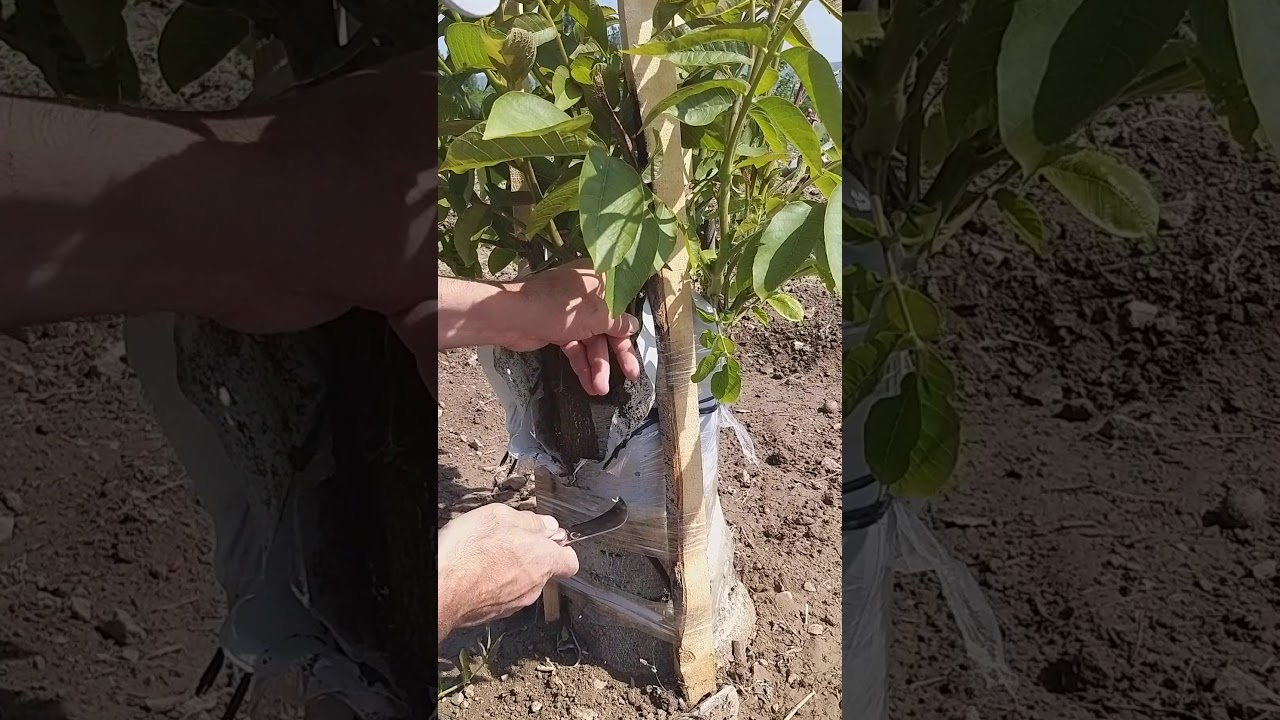 Aşı torbası ve aşı bağı ne zaman s&ouml;k&uuml;lmeli