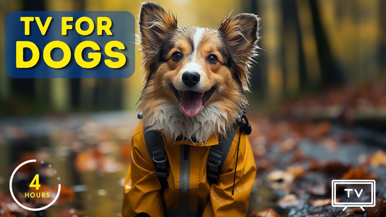 4 Hours of Anti Anxiety Dog TV for Leaving your Dog at Home! Relaxing Music for Dogs - Dog Radio