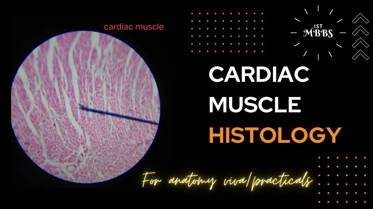 Cardiac Muscle Histology | Anatomy viva | Diagram + Histology slide + Points of identification