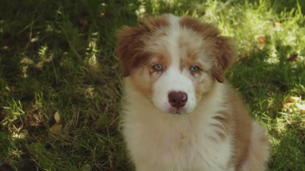 반려견 스트레스 완화 사운드│DogChill 사운드