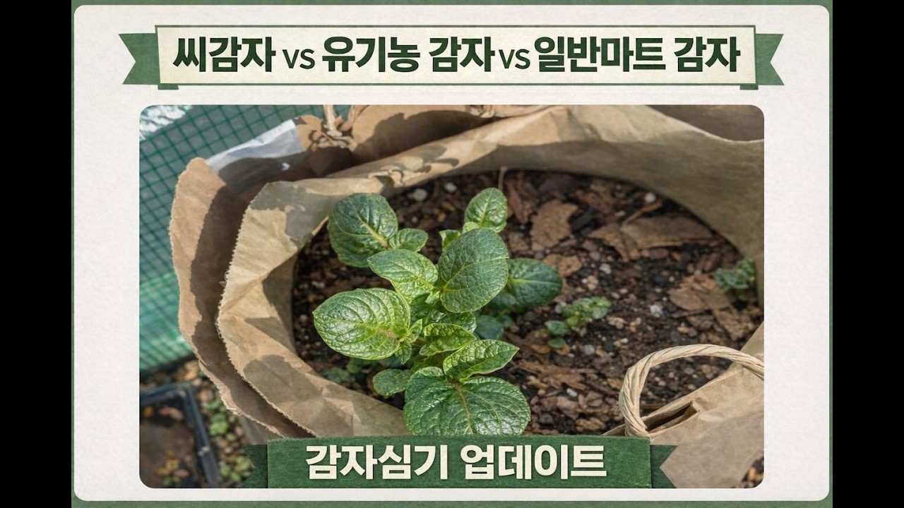 종이봉투 감자심기 업데이트 | 씨감자 vs 유기농 감자 Vs 일반마트 감자