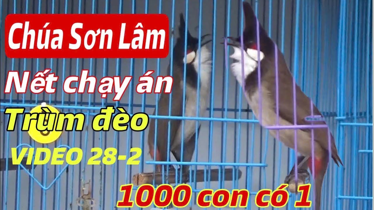 CH.ÚA SƠN LÂM   - TRÙM ĐÈO , NẾT CHẠY ÁN // ĐỈNH NÓC KỊCH TRẦN 1000 CON CÓ 1