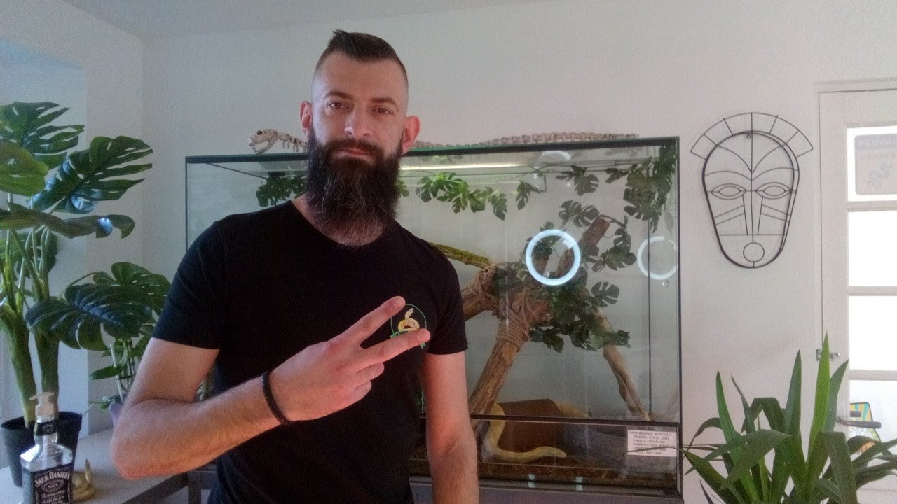 Présentation du Serpent des Blés (Pantherophis Guttatus)