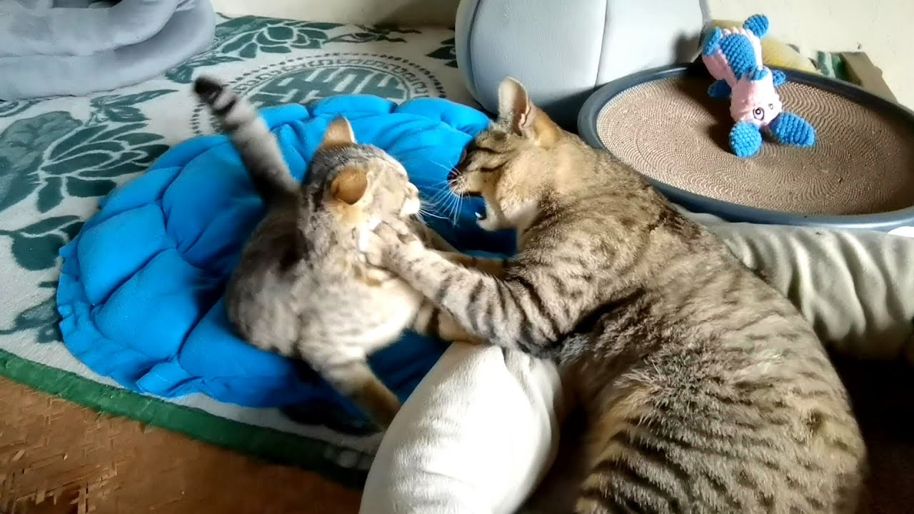 小短腿猫太厉害了，会打猫拳，一拳砸到大猫脸，没想到大猫更厉害