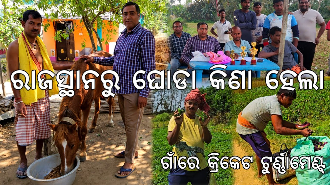 ରାଜସ୍ଥାନରୁ ଘୋଡା କିଣା ହେଲା କେତେ ଟଙ୍କାରେ l ଗାଁରେ କ୍ରିକେଟ ଟୁର୍ଣ୍ଣାମେଣ୍ଟ l Gouranga Nayak Odia Vlogs