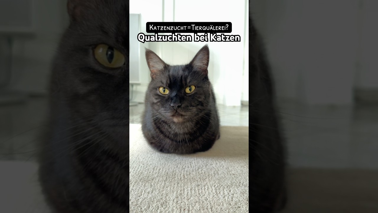 Katzenzucht=Tierqu&auml;ler? Was denkst du? #z&uuml;chter #katzenzucht #scottishfold #munchkin