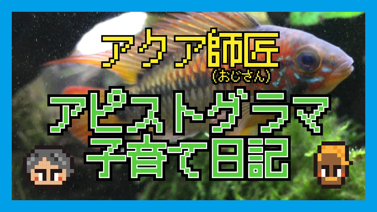 アピストグラマ子育て日記【飼育・繁殖・産卵・成長】①産卵から成長