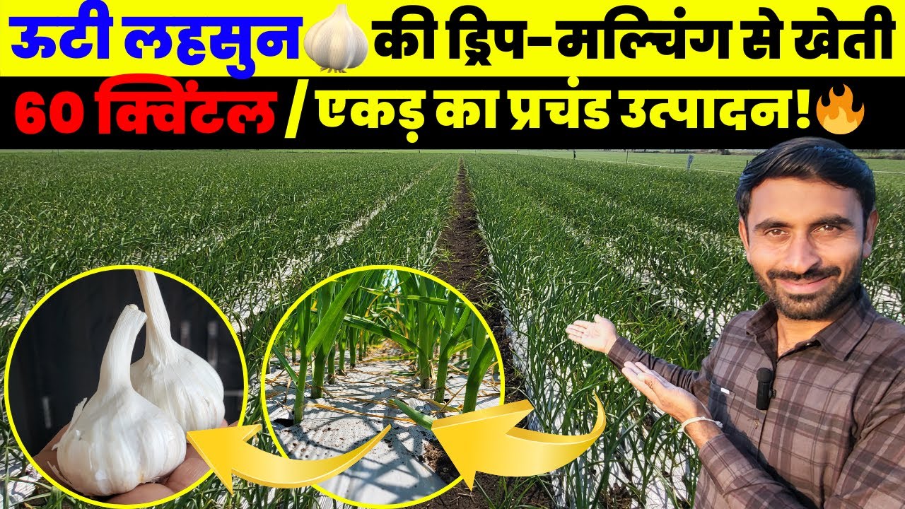 ऊटी लहसुन🧄की खेती कैसे करें🧐| garlic farming A to Z | #lahsun | #garlicfarming | #mulching