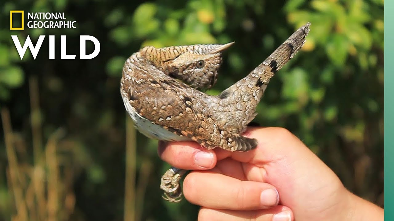 This Woodpecker Mimics a Snake When Threatened | Nat Geo Wild