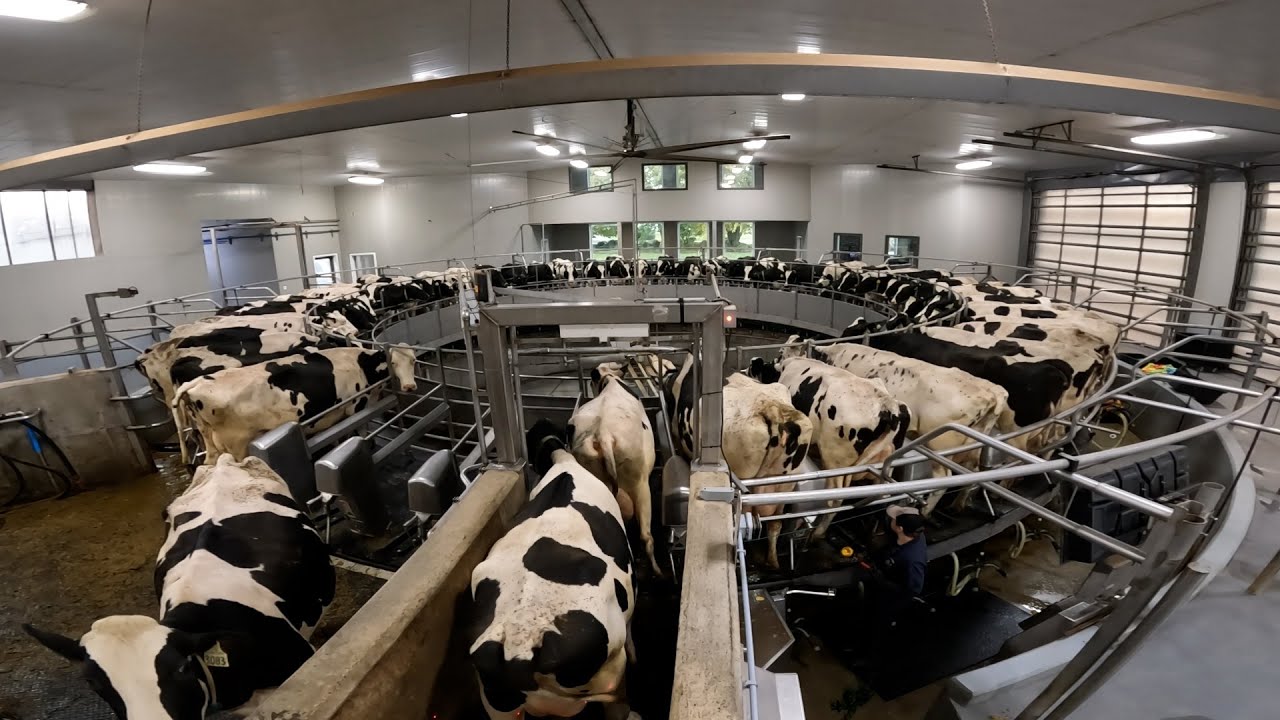 Windulan Holsteins 50 Stall Rotary
