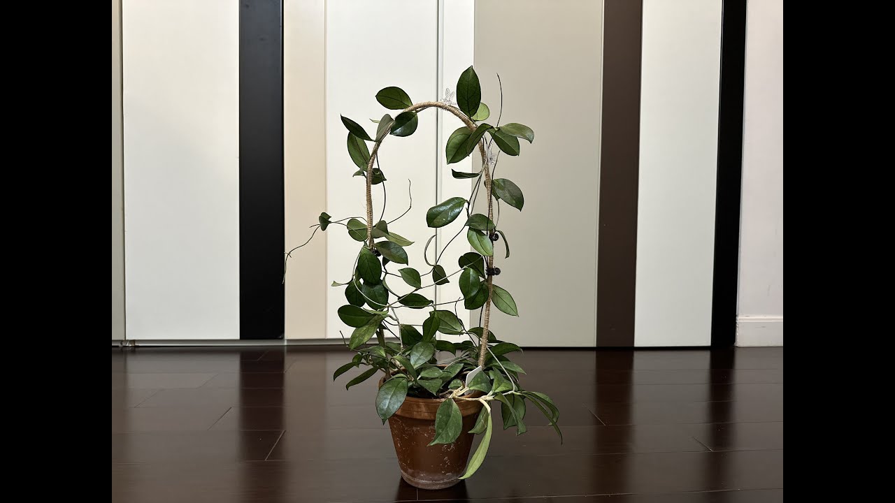 HOW TO trellis a hoya. Tips & guidelines while (re)trellissing a hoya hainanensis #hoya #howto