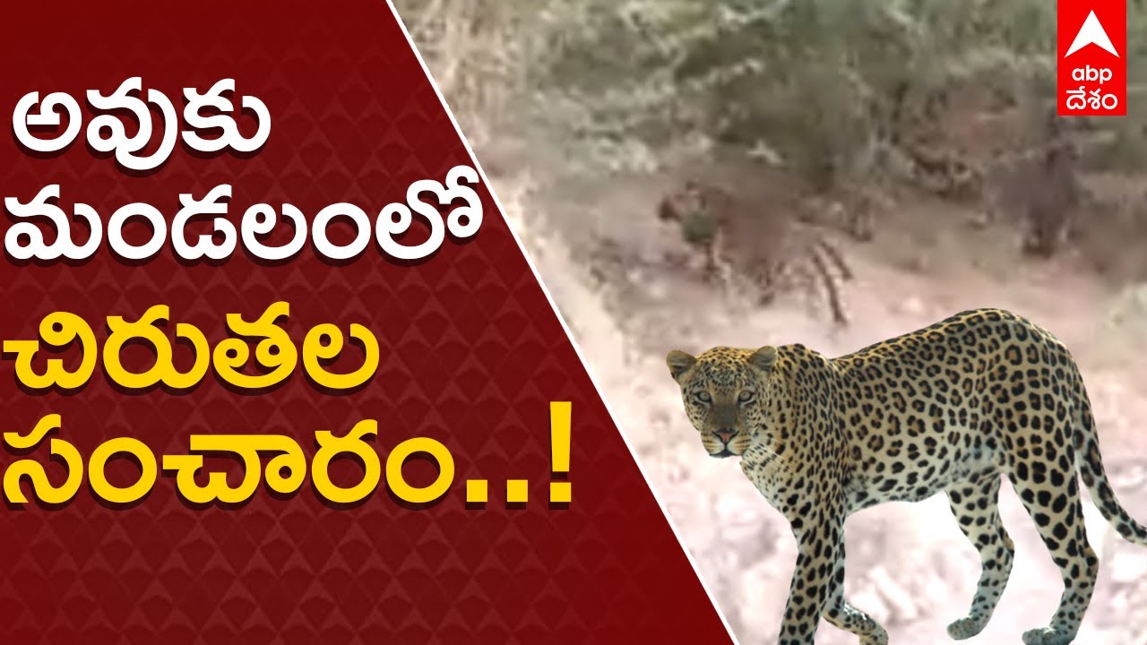 Avuku Mandal Leopards: కర్నూలు జిల్లా రామవరం కొత్త కాలువ దగ్గర తిరుగుతున్న చిరుతలు| ABP Desam